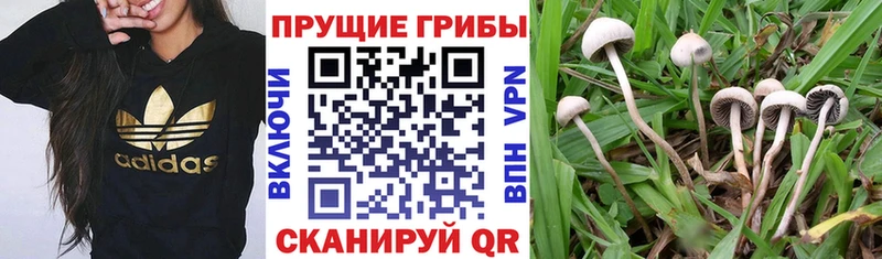 купить   Перевоз  Псилоцибиновые грибы Psilocybe 